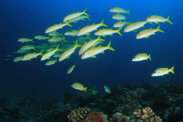 Coral reef and fish in Thailand 