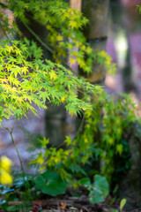 緑のモミジ　和風イメージ