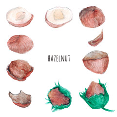 watercolor illustration of hazelnut elements.