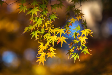 紅葉　秋イメージ