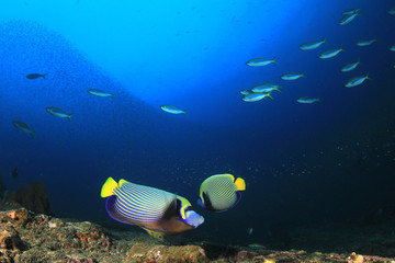 Obraz na płótnie Canvas Coral reef and fish in Thailand 