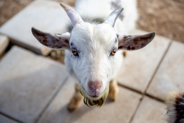ヤギのポートレート
