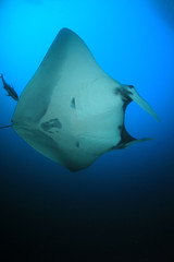 Oceanic Manta Ray (Manta birostris) in Koh Bon, Thailand 