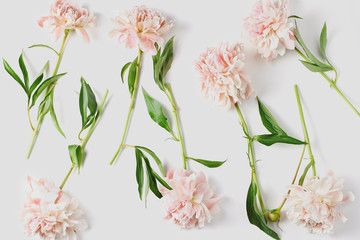 pattern from fresh flowers on a white background. beautiful peonies in light coral color. top view