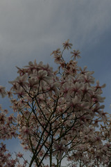 Magnolia at Kew Gardens