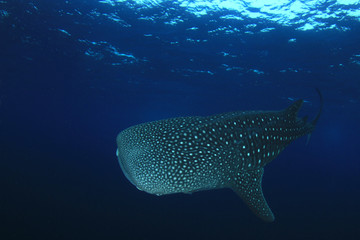 Whale Shark