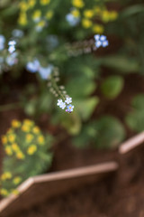 flower in the garden