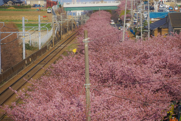 河津桜と京急線（三浦海岸）