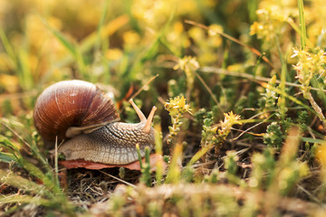 snail on yellow grass