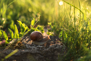 snail on grass - obrazy, fototapety, plakaty