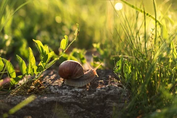 Fotobehang snail on grass © Iryna