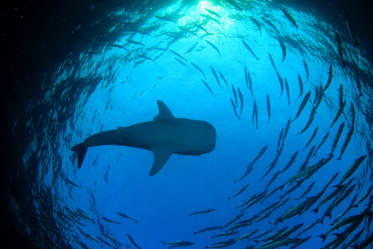 Whale Shark