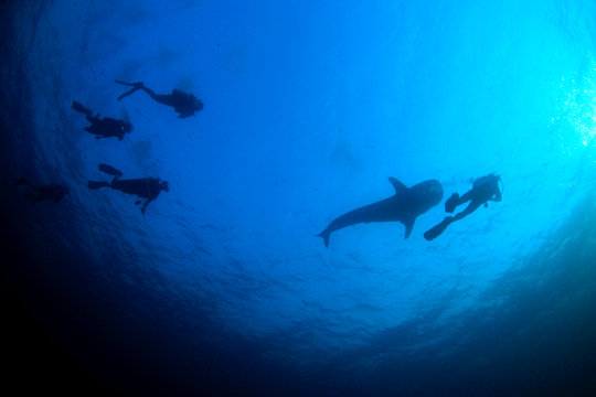 Scuba dive with whale shark 