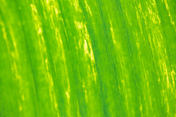 Texture of green leaf closeup
