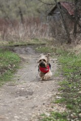 close up portrait of pretty sweet small little dog Yorkshire terrier in collar sitting outdoor dress on the spring sunny summer background