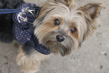 close up portrait of pretty sweet small little dog Yorkshire terrier in collar sitting outdoor dress on the spring sunny summer background