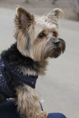 close up portrait of pretty sweet small little dog Yorkshire terrier in collar sitting outdoor dress on the spring sunny summer background