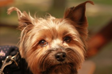close up portrait of pretty sweet small little dog Yorkshire terrier in collar sitting outdoor dress on the spring sunny summer background