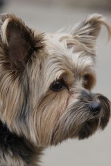 close up portrait of pretty sweet small little dog Yorkshire terrier in collar sitting outdoor dress on the spring sunny summer background