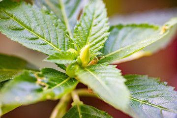 Yellow tropical flower Turnera ulmifolia