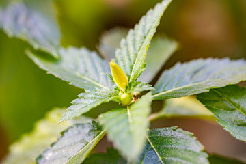 Yellow tropical flower Turnera ulmifolia