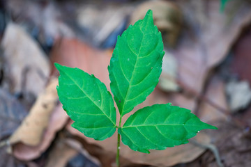 Green leaf on blurred background