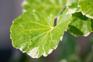 Green leaves of the plant Polyscias.