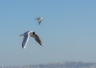 Fototapeta na wymiar Seagull flying in a blue sky as a background