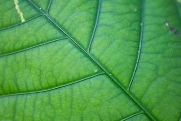 Texture of green leaf closeup