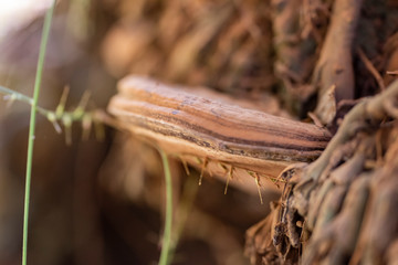 Colored mushroom on a tree trunk close up.