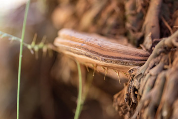 Colored mushroom on a tree trunk close up.