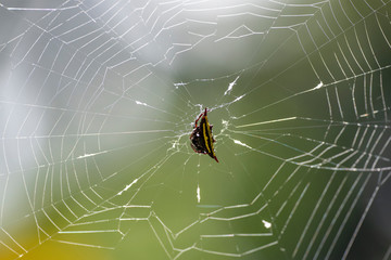 Macro image of an Argiope anasuja spider on a spider web.