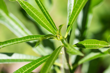 Thevetia peruviana (Cascabela thevetia) - plant in nature, close-up. Thailand, Koh Chang Island.