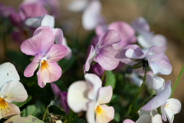 Naklejka na ściany i meble 紫色のビオラの花