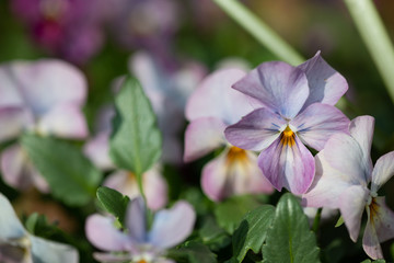 紫色のビオラの花