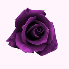 Beautiful flowers purple rose blooming fresh, top view, isolated on white background