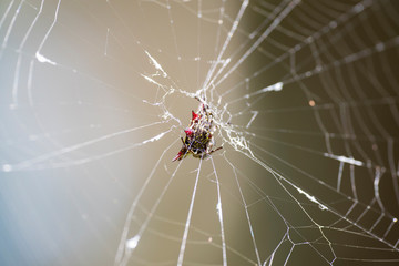 Macro image of an Argiope anasuja spider on a spider web.