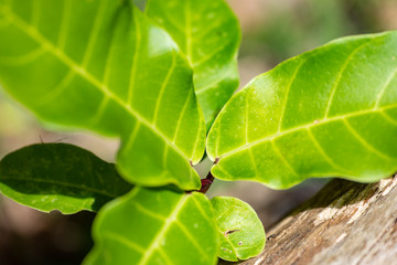 Ficus lyrata plant close-up in natural light.