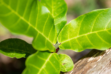 Ficus lyrata plant close-up in natural light.