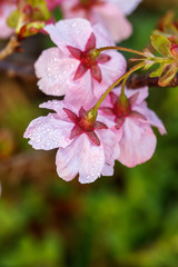 桜の花　和風　春イメージ