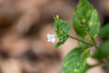 Asystasia gangetica (Chinese violet, coromandel or creeping foxglove), white flower close up.