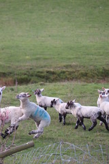 Obraz premium Baby English lambs playing in a open farmers field 