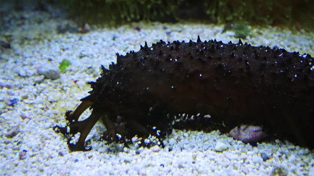 Holothuria in the marine aquarium, tentacles collects food on the sand