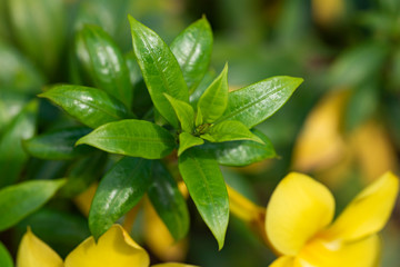 Yellow flower of Allamand plant (Allamanda cathartica) closeup.