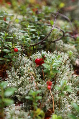 closeup of a plant and red berries. cowberries in the forest close up