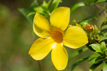 Fototapeta na wymiar Yellow flower of Allamand plant (Allamanda cathartica) closeup.