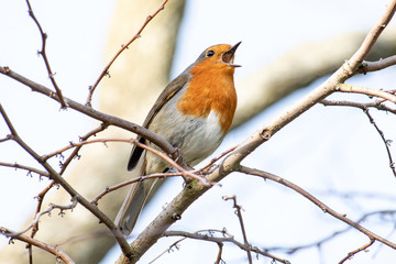 Robin in full Song