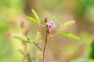 Plant Mimosa pudica close-up in natural environment with natural light.