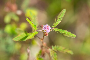 Plant Mimosa pudica close-up in natural environment with natural light.