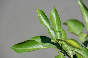 Green leaves of Citrus Maxima